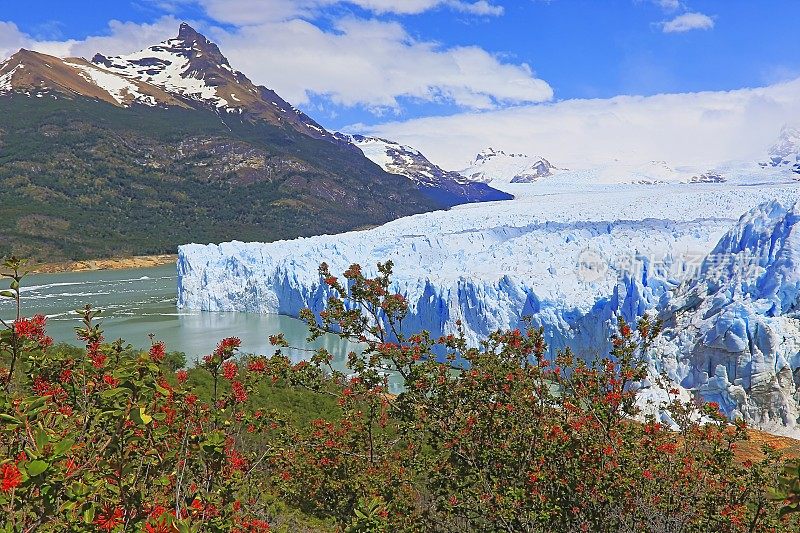 莫雷诺冰川和红色野花，阿根廷湖- El Calafate，巴塔哥尼亚